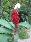 Crepe Ginger / Costus speciosus 